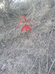 Sprekelia formosissima