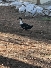 Anas platyrhynchos domesticus