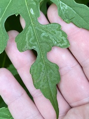 Phyllocnistis vitegenella