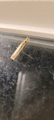Agriphila vulgivagellus