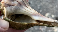 Sinistrofulgur pulleyi