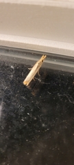 Agriphila vulgivagellus