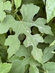 Phyllocnistis vitegenella