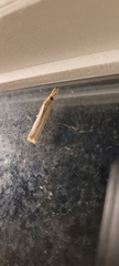 Agriphila vulgivagellus