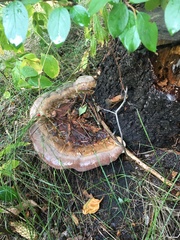 Ganoderma applanatum