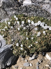 Phlox condensata