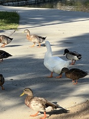 Anas platyrhynchos domesticus