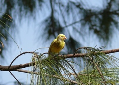 Serinus canaria