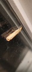 Agriphila vulgivagellus