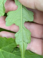 Phyllocnistis vitegenella