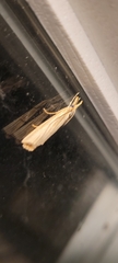 Agriphila vulgivagellus