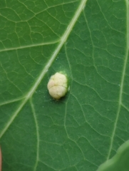 Phyllocoptes didelphis