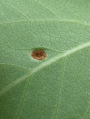 Phyllocoptes didelphis