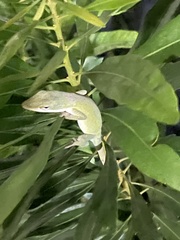 Anolis carolinensis