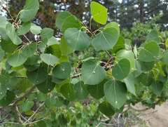Phyllocoptes didelphis