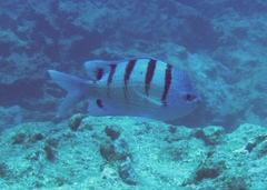 Abudefduf abdominalis