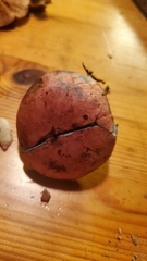 Neoboletus luridiformis