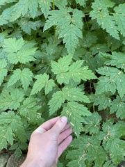 Actaea laciniata