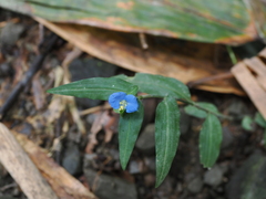 Commelina auriculata