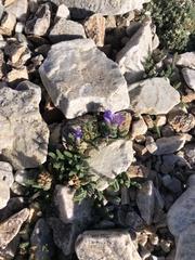 Polemonium viscosum