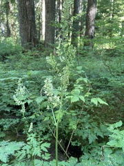 Actaea laciniata