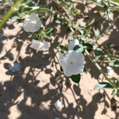 Euploca convolvulacea