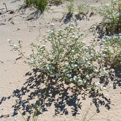 Euploca convolvulacea