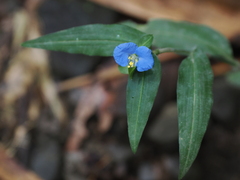 Commelina auriculata