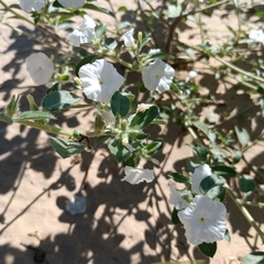 Euploca convolvulacea