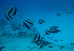 Heniochus diphreutes