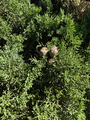 Cupressus macrocarpa