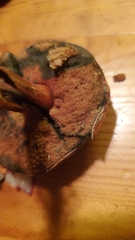 Neoboletus luridiformis