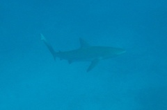 Carcharhinus galapagensis