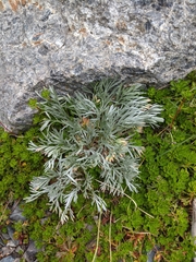 Artemisia furcata