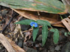 Commelina auriculata