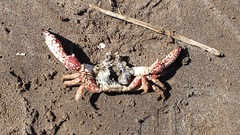 Danielethus patagonicus