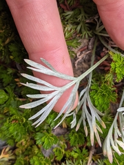 Artemisia furcata