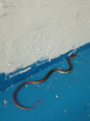 Coelognathus radiatus