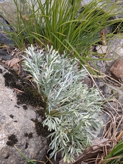Artemisia furcata