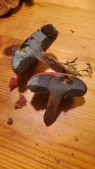 Neoboletus luridiformis