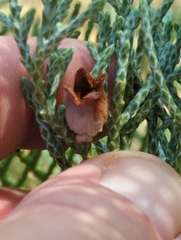 Walshomyia juniperina