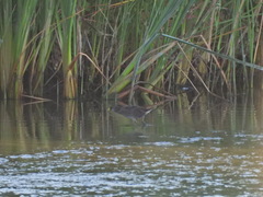 Porzana carolina
