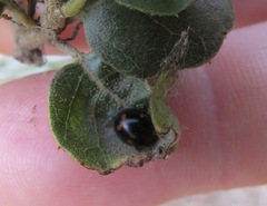 Exochomus quadripustulatus