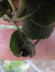 Exochomus quadripustulatus