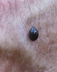 Exochomus quadripustulatus