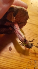 Neoboletus luridiformis