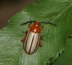 Disonycha leptolineata