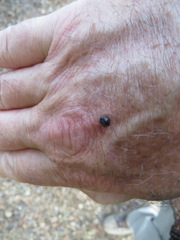 Exochomus quadripustulatus