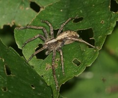 Neoctenus