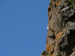 Fratercula corniculata